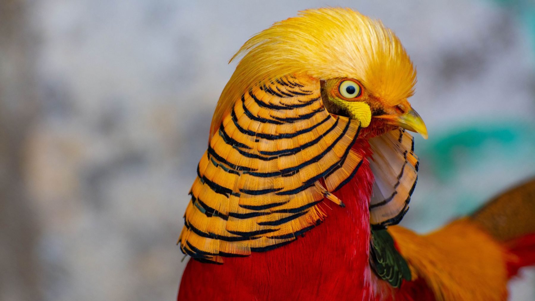 Faisán dorado en Zoo Koki