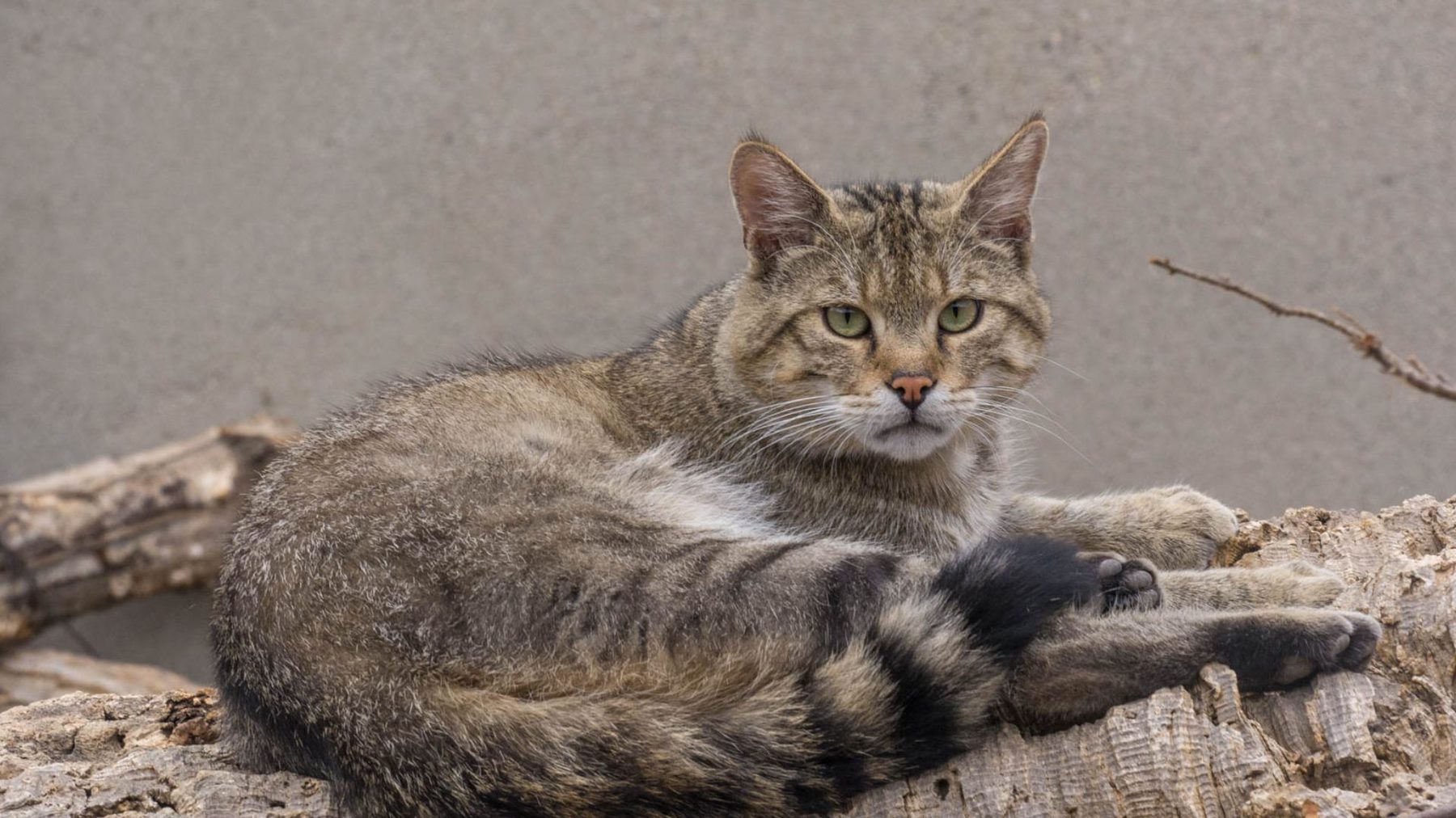 Gato montés en Zoo Koki