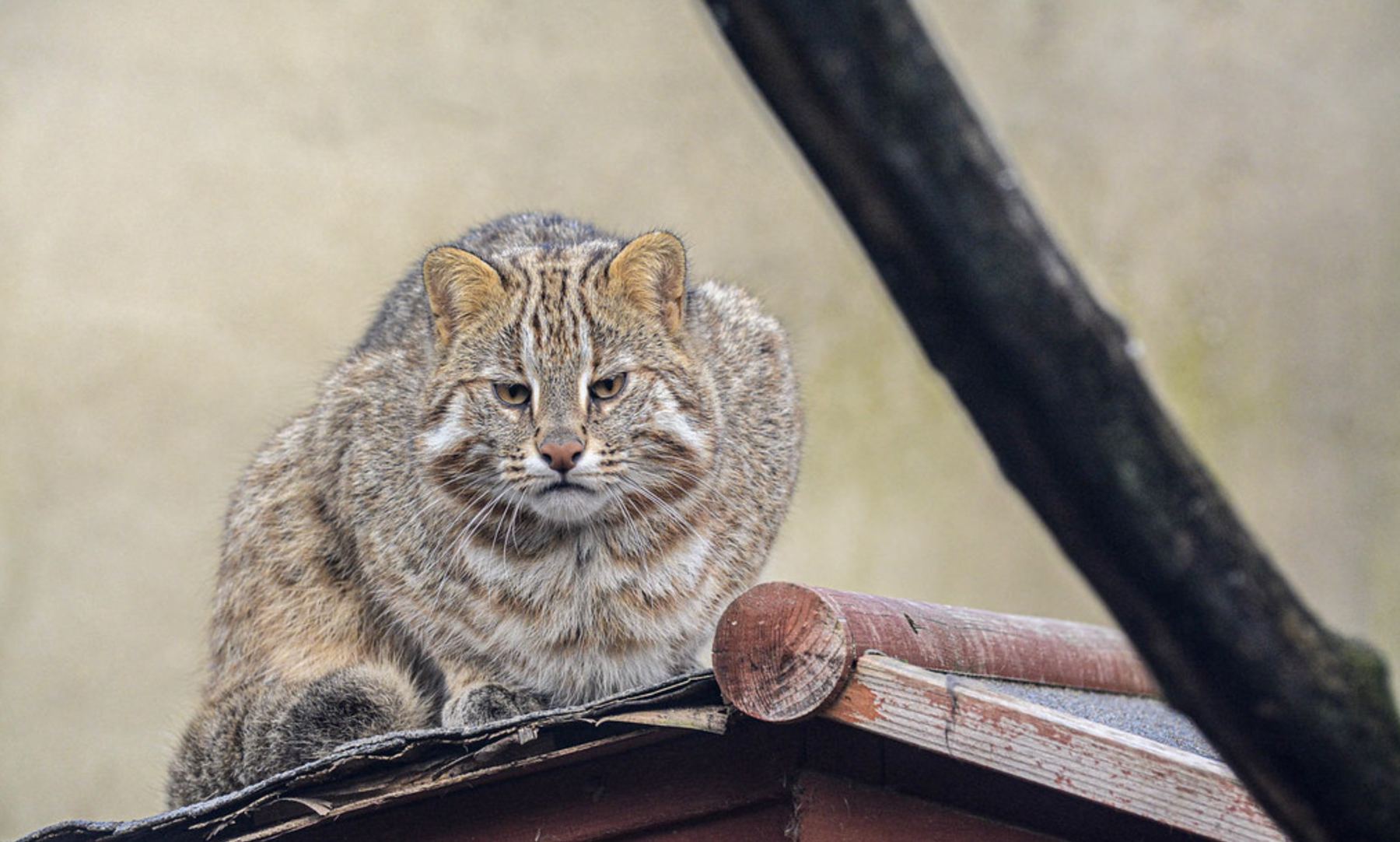 Gato montés en Zoo Koki