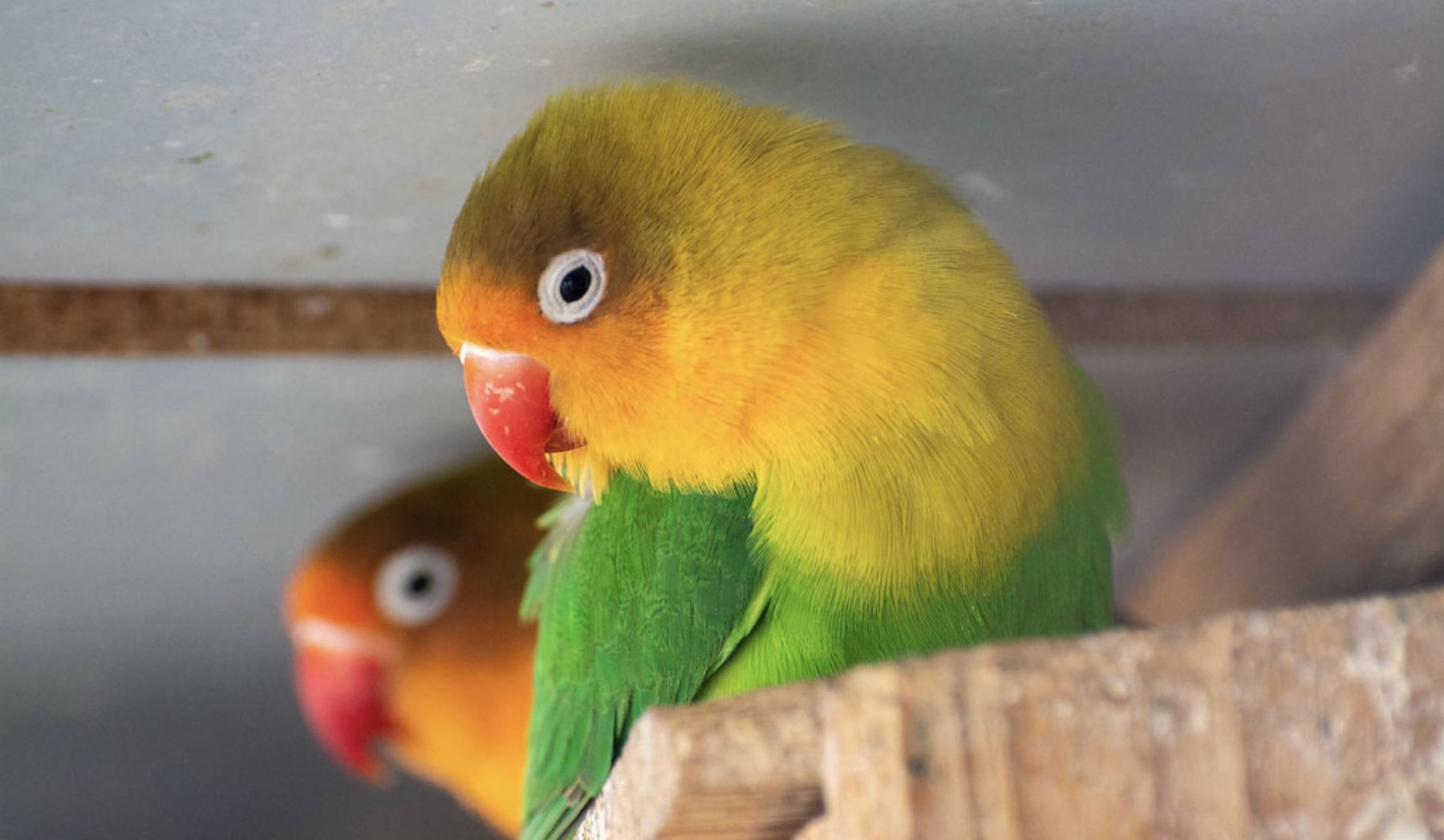 Inseparable de Fisher en Zoo Koki