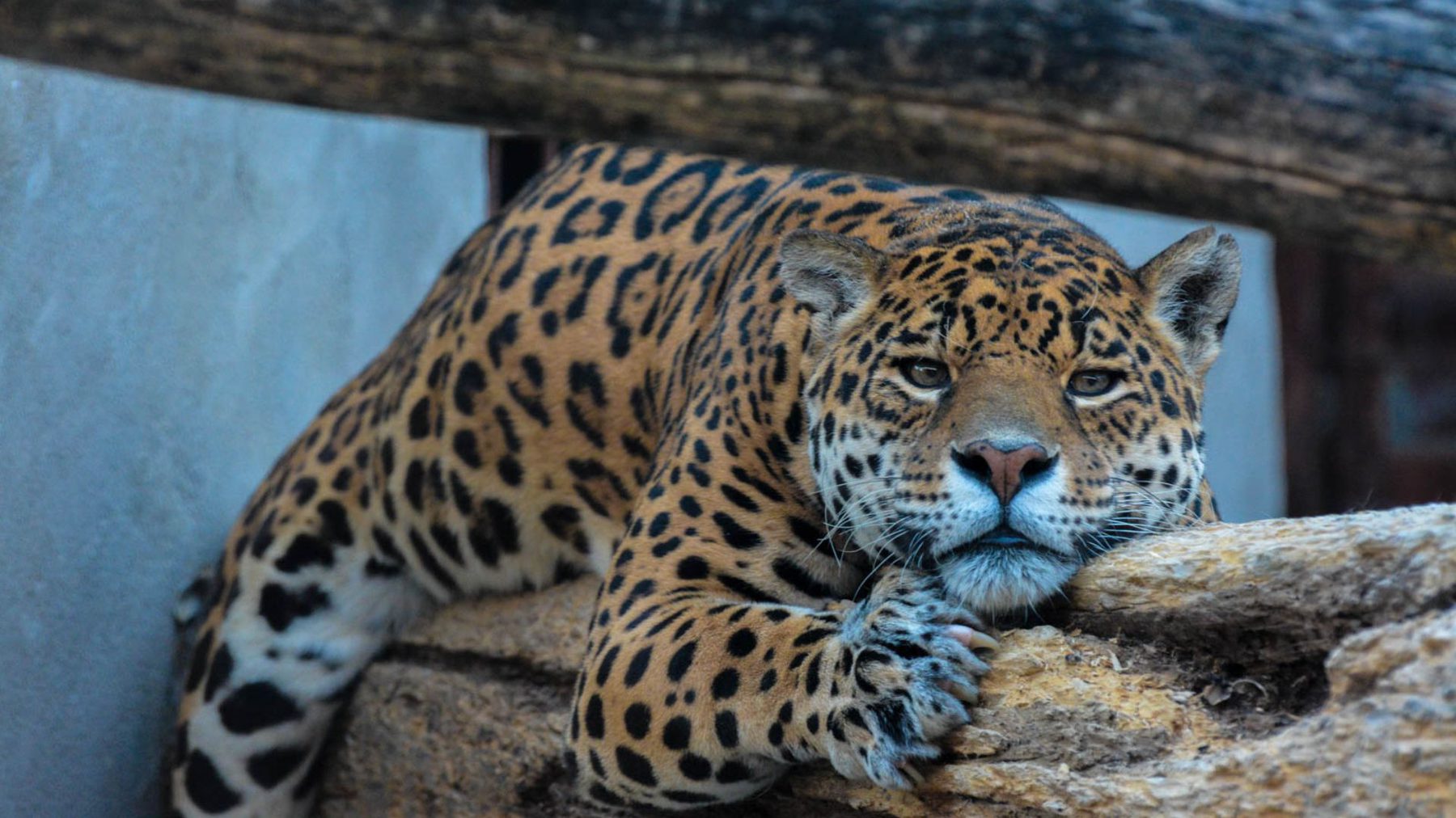 Fauna de Zoo Koki