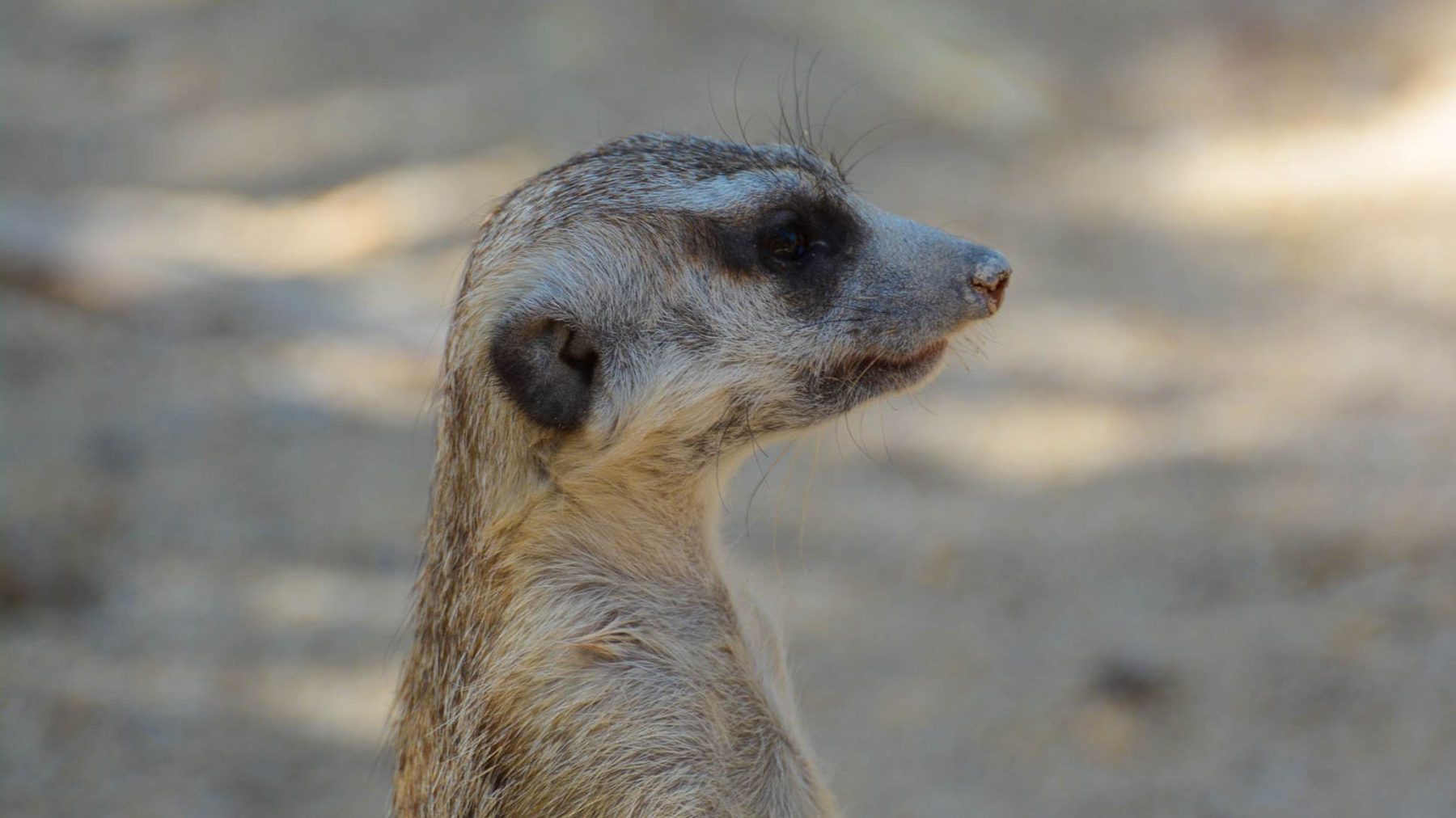 Suricata en Zoo Koki