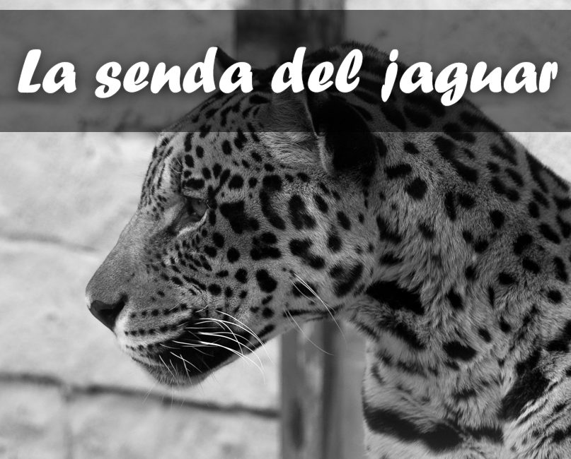 Visita guiada