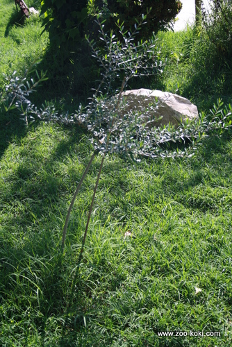 Acebuche