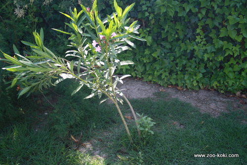 Oleander