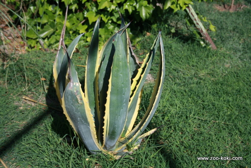 Agave