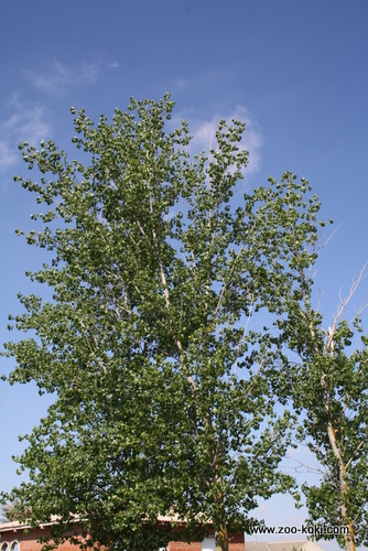 Poplar