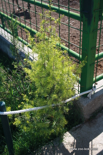 Juniper