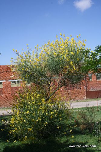 Broom