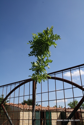 Falsa Acacia