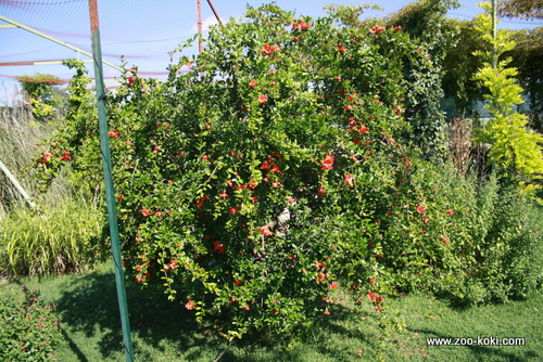 Pomegranate