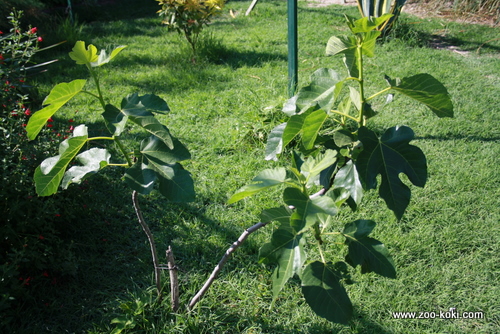 Fig tree