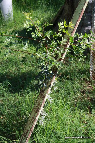 Mastic tree