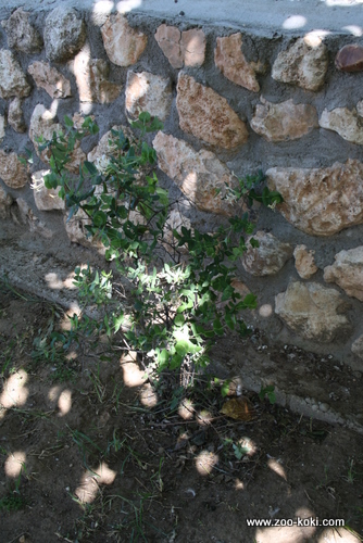 Honeysuckle