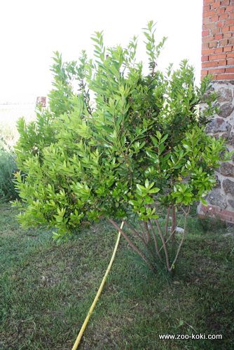 Strawberry tree