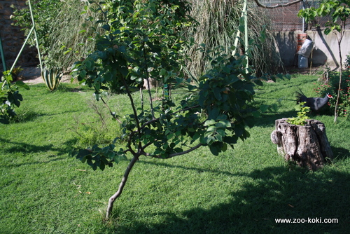 Quince tree