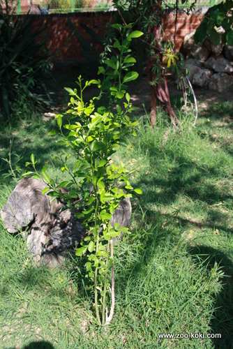Orange tree