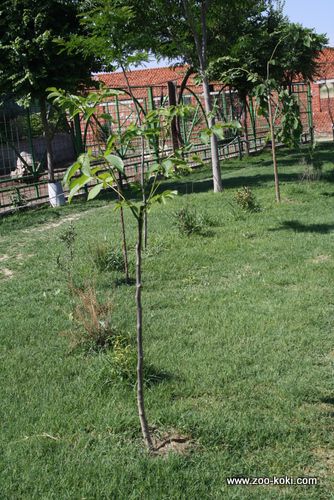 Walnut