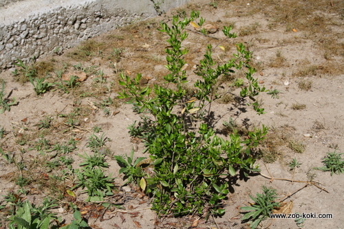 Narrow-leaved mock privet