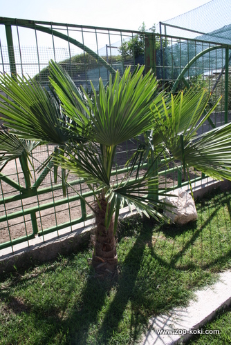 Dwarf fan palm