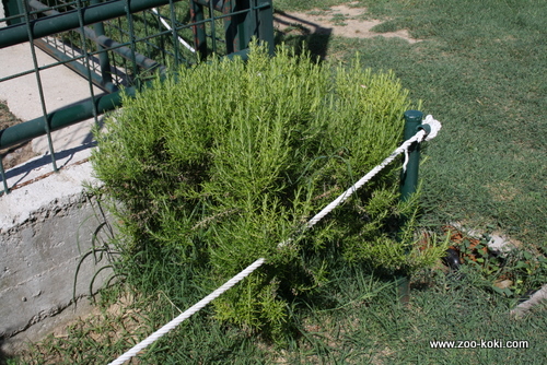 Wild Rosemary