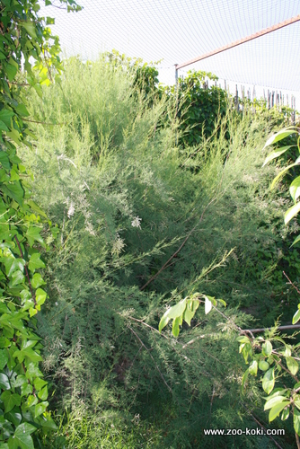 Tamarisk