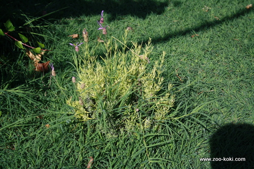 Thyme