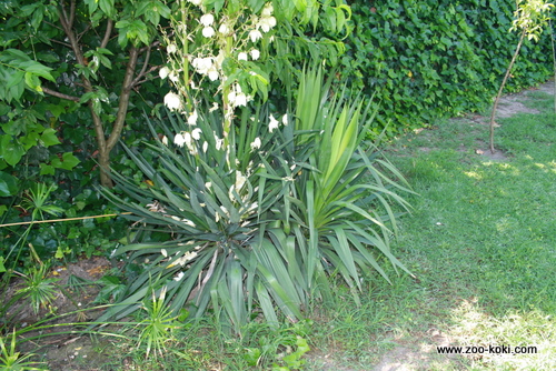 Yucca