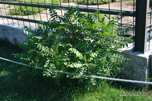 Sumac