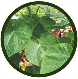 Paulownia