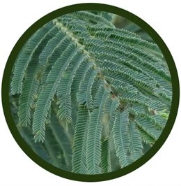 Acacia Negra