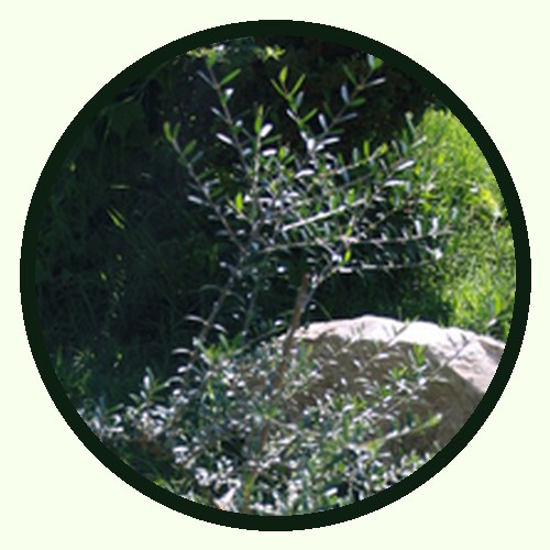 Acacia Negra