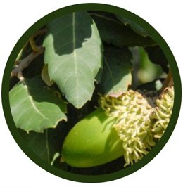 Alcornoque