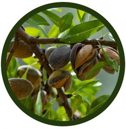 Almendro