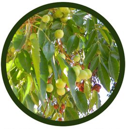 Árbol Del Paraíso