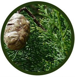 Ciprés