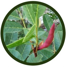 Cornicabra