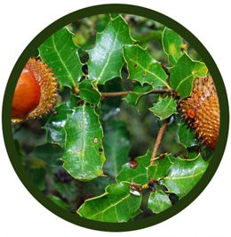 Coscoja