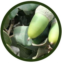 Encina
