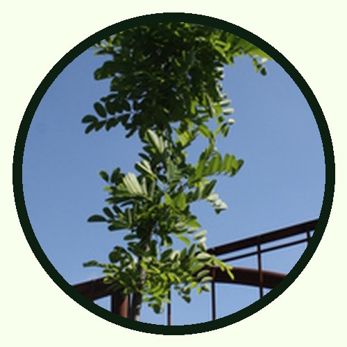 Acacia Negra