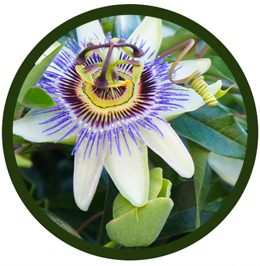 Flor De La Pasión