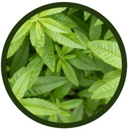 Hierbaluisa