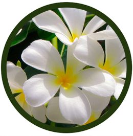 Jazmín