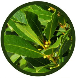 Laurel