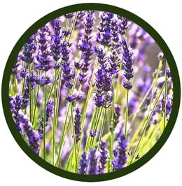 Lavanda