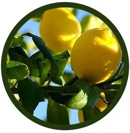 Limonero