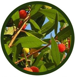 Madroño