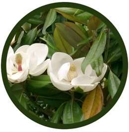 Magnolio