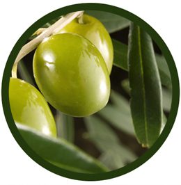 Olivo