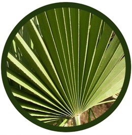 Palmito